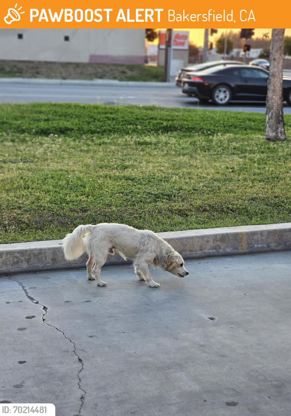 Found/Stray Male Dog last seen At Luis Burger drive thru on S. H & White Ln, Bakersfield, CA 93307