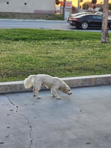 Found/Stray Male Dog last seen At Luis Burger drive thru on S. H & White Ln, Bakersfield, CA 93307