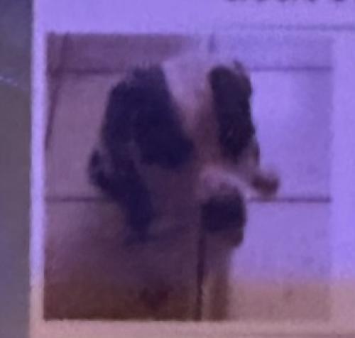 Lost Female Dog last seen Imperial Lakes (Sw 124ave and Nw 7th Street, Sweetwater, FL 33174
