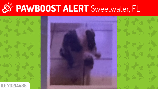 Lost Female Dog last seen Imperial Lakes (Sw 124ave and Nw 7th Street, Sweetwater, FL 33174