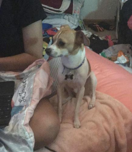 Lost Male Dog last seen West Side of Sioux Falls South Dakota, Sioux Falls, SD 57104