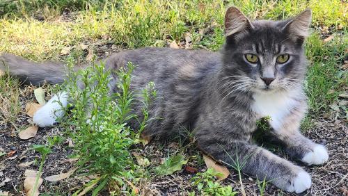 Lost Male Cat last seen N 9th Ave and E Olive Rd, Pensacola, FL 32514