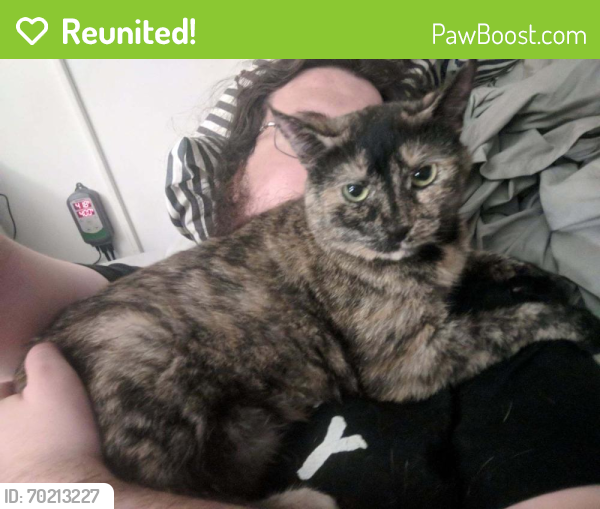 Reunited Female Cat last seen 23rd & Walnut, Denver, CO 80205