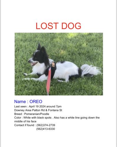 Lost Male Dog last seen Patton Rd & Fontana St, Downey, CA 90241