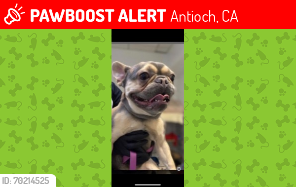 Lost Male Dog last seen Witherow way , Antioch, CA 94531