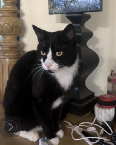 Lost Male Cat last seen Highway a1a, Melbourne Beach, FL 32951