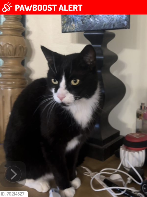 Lost Male Cat last seen Highway a1a, Melbourne Beach, FL 32951