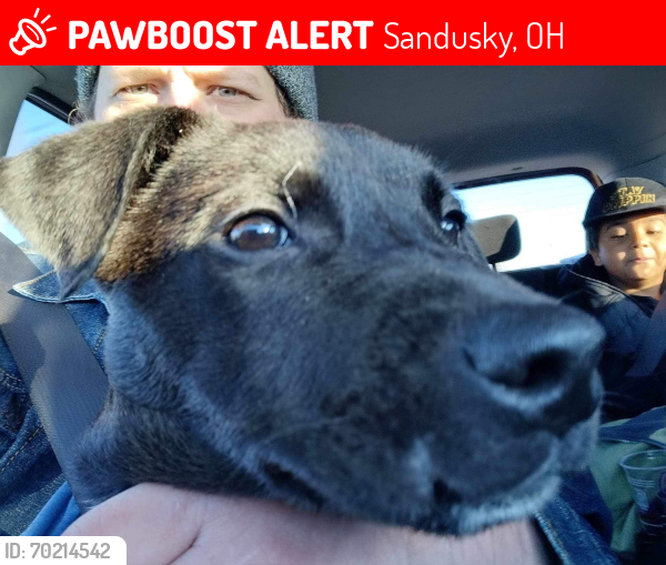 Lost Female Dog last seen Camp and Tyler street, Sandusky, OH 44870