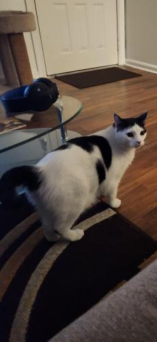 Lost Male Cat last seen Ravenswood Dr & Weinbach Ave, Evansville, IN 47714