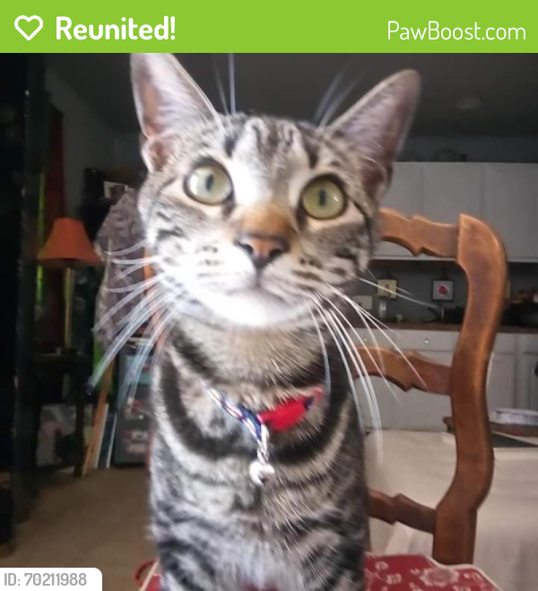 Reunited Male Cat last seen 14th and Alexander , Houston, TX 77008