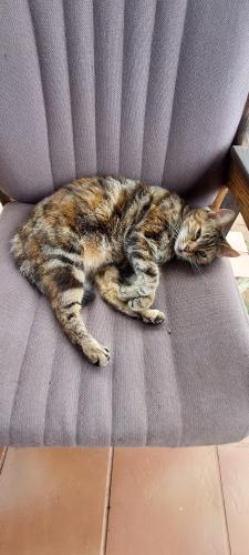 Lost Female Cat last seen Station Street , Suffolk, England IP2 8DN