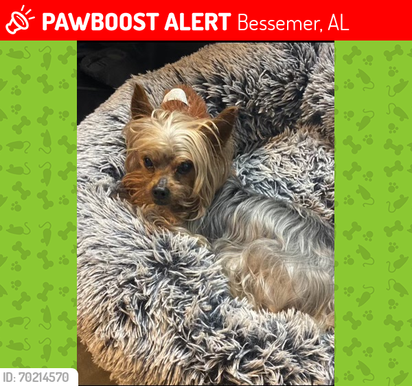 Lost Male Dog last seen Brewer drive and Livingston court , Bessemer, AL 35020