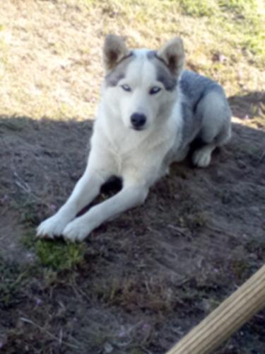 Lost Female Dog last seen Wilson's ranch Palmdale rd , San Bernardino County, CA 92371