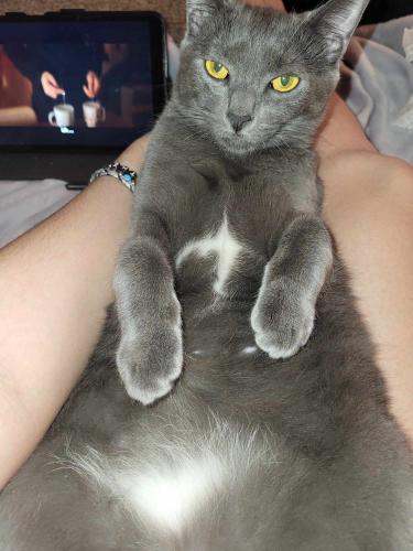 Lost Male Cat last seen Behind Lorain Rd  in S Sagamore Rd and between Chanticleer and 192nd St , Fairview Park, OH 44126