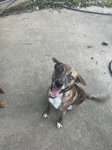 Lost Male Dog last seen Apple valley and outer loop, Louisville, KY 40228