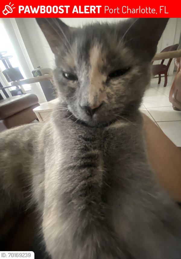 Lost Female Cat last seen Near west tarpon blvd , Port Charlotte, FL 33952