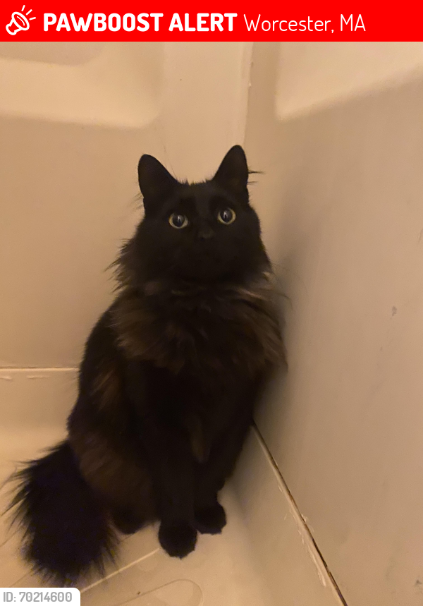 Lost Female Cat last seen At New York st/freemont st , Worcester, MA 01603