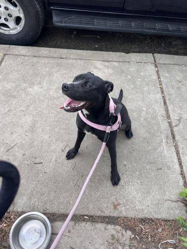 Lost Female Dog last seen East 10th St & N Rural St, Indianapolis, IN 46201