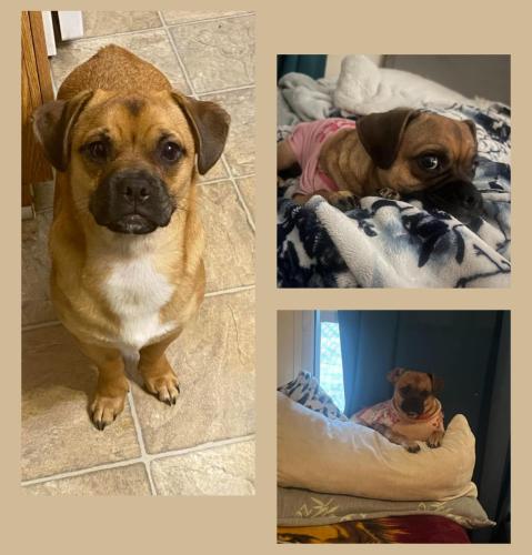 Lost Female Dog last seen Elise Nicole Dr, Cut and Shoot, TX 77306