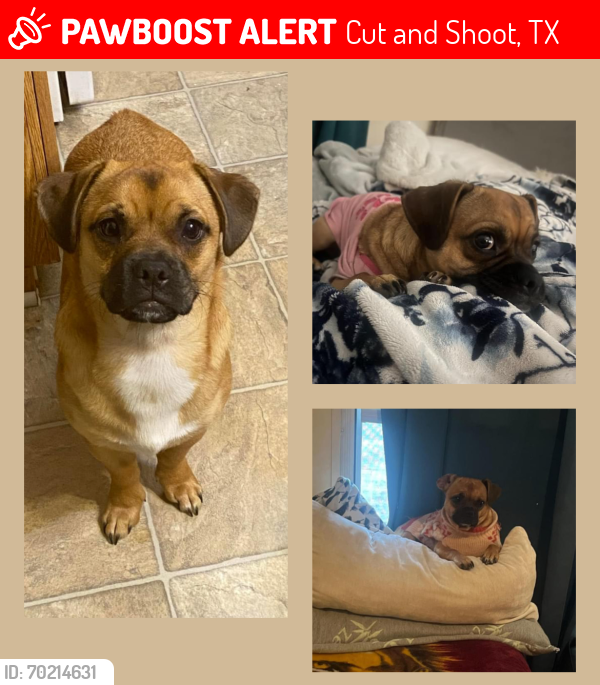 Lost Female Dog last seen Elise Nicole Dr, Cut and Shoot, TX 77306