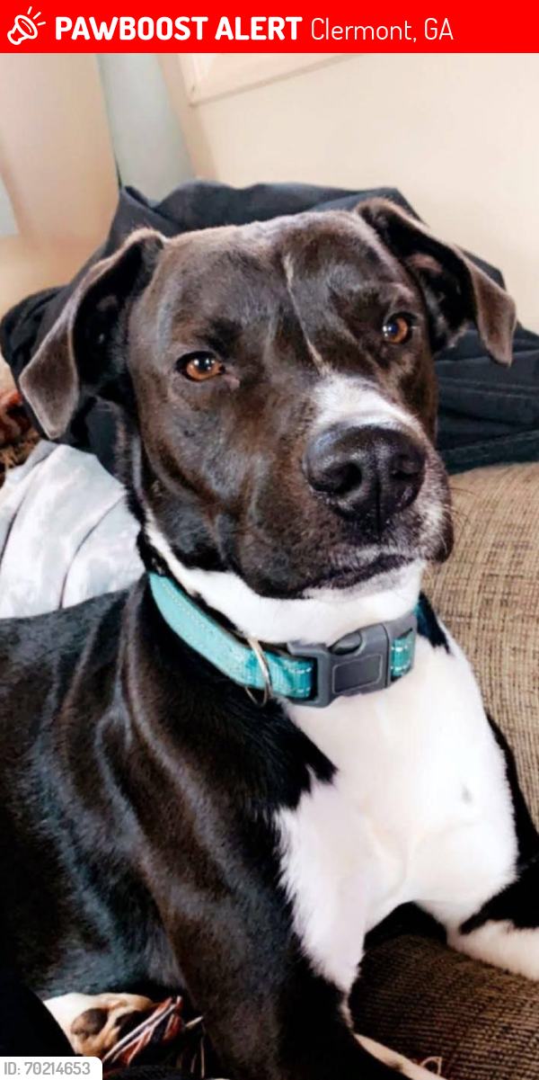 Lost Male Dog last seen Stringer rd, Clermont, GA 30527