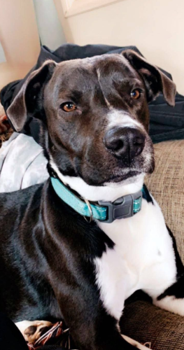Lost Male Dog last seen Stringer rd, Clermont, GA 30527