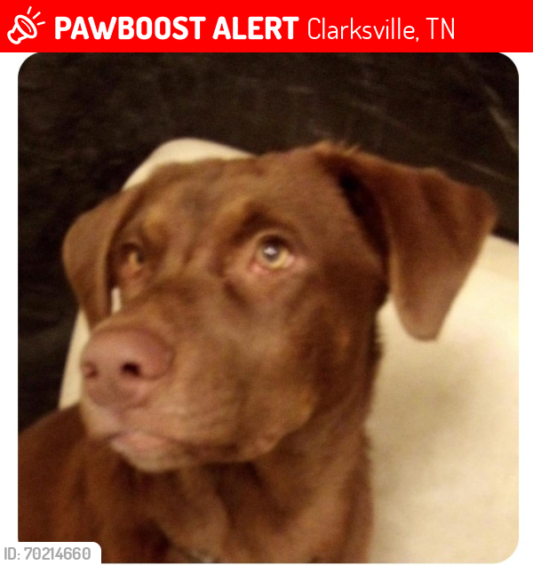 Lost Male Dog last seen Allison Dr there is a trailer park not far from there, Clarksville, TN 37042