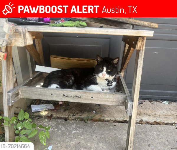 Lost Male Cat last seen Sceptre cove and Adelphi lane , Austin, TX 78727