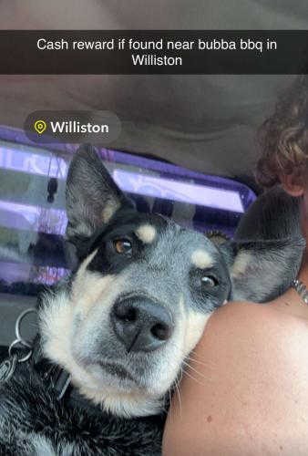 Lost Male Dog last seen Bubbas bbq, Williston, FL 32696