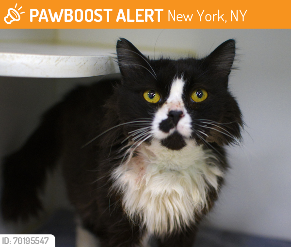Shelter Stray Male Cat last seen Near E 38th Street, BROOKLYN, NY, 11203, New York, NY 11208