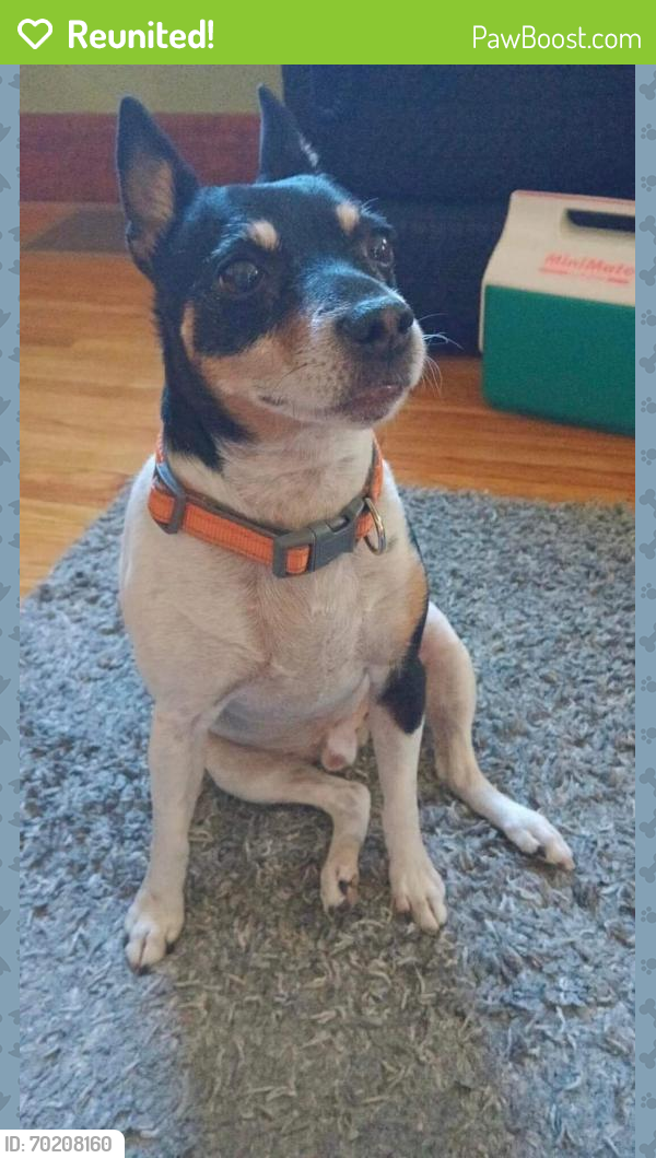 Reunited Male Dog last seen Snyder Park Elementary, Springfield, OH 45504