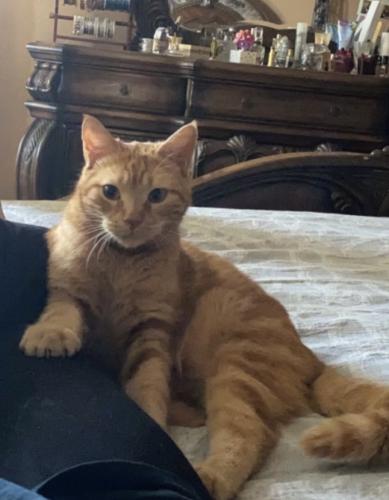 Lost Male Cat last seen Murphy rd and sweetbriar dr, Richardson, TX 75082