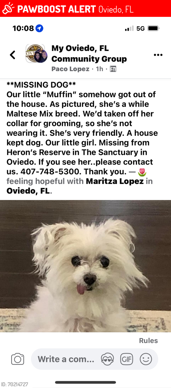 Lost Female Dog last seen Meadow loop, Oviedo, FL 32766