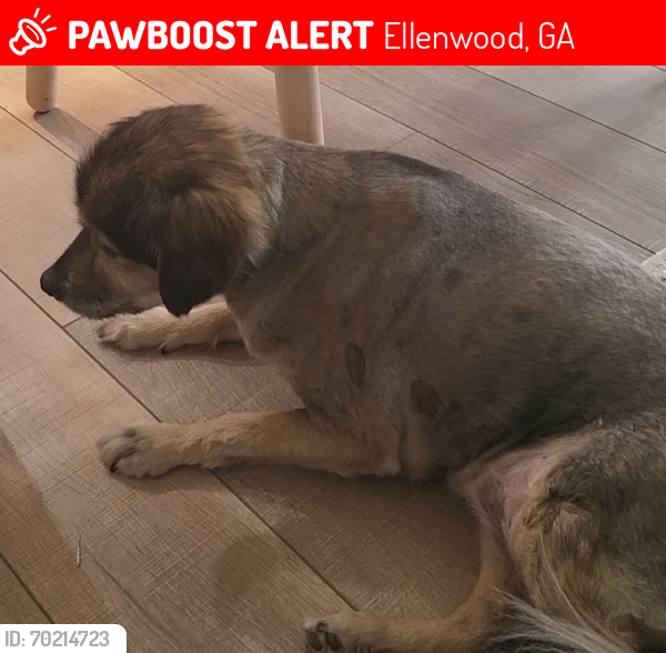 Lost Female Dog last seen Near stagecoach road , Ellenwood, GA 30294