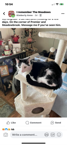 Lost Female Cat last seen Meadowbrook dr and preimer, Columbus, OH 43207