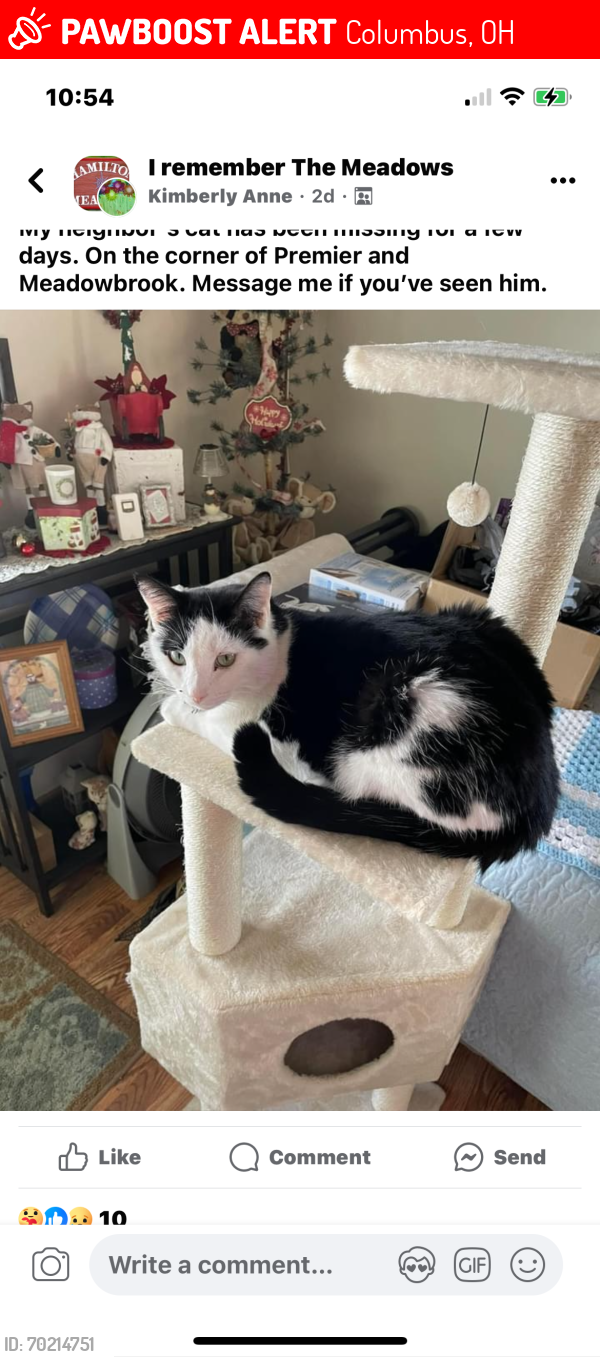 Lost Male Cat last seen Meadowbrook dr and preimer, Columbus, OH 43207