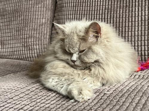 Lost Female Cat last seen M7 3GH, Greater Manchester, England M7