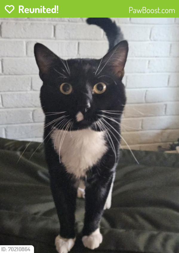 Reunited Male Cat last seen E W.T. Harris Blvd and Hickory Grove Rd byWalgreens , Charlotte, NC 28227