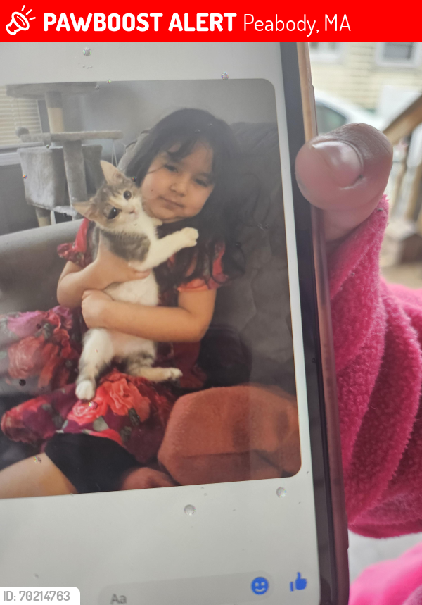 Lost Female Cat last seen Pine grove route 1 north section B, Peabody, MA 01960