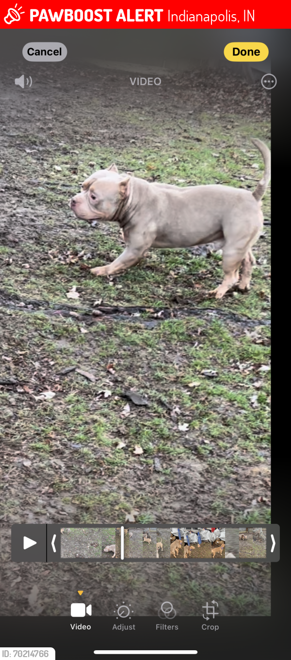 Lost Male Dog last seen Jefferson and Brookside , Indianapolis, IN 46218