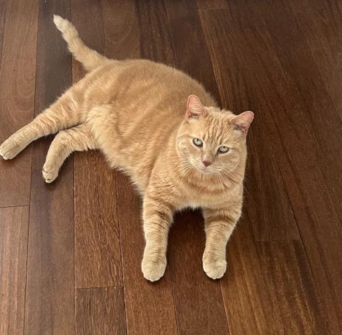Lost Male Cat last seen South capitol st and reed st , Philadelphia, PA 19146