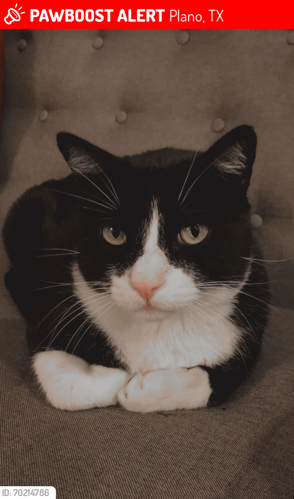 Lost Male Cat last seen High tower elementary , Plano, TX 75093
