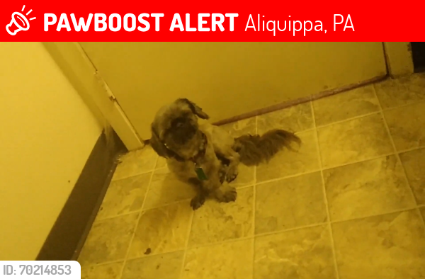 Lost Male Dog last seen Hall st ,Plan 6, Aliquippa, PA 15001