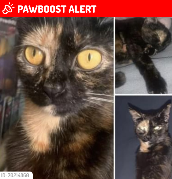 Lost Female Cat last seen Stechford, Kitts Green. Latelow Road, Kitt's Green, England 