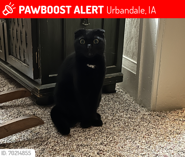 Lost Female Cat last seen Near Meredith Dr. Urbandale, Urbandale, IA 50322