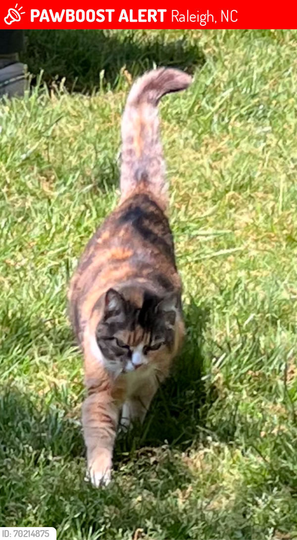 Lost Female Cat last seen Cooleemee and Kittrell, Raleigh, NC 27608