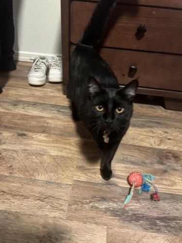 Lost Female Cat last seen east valley middle school on happy valley and greenhurst , Nampa, ID 83686