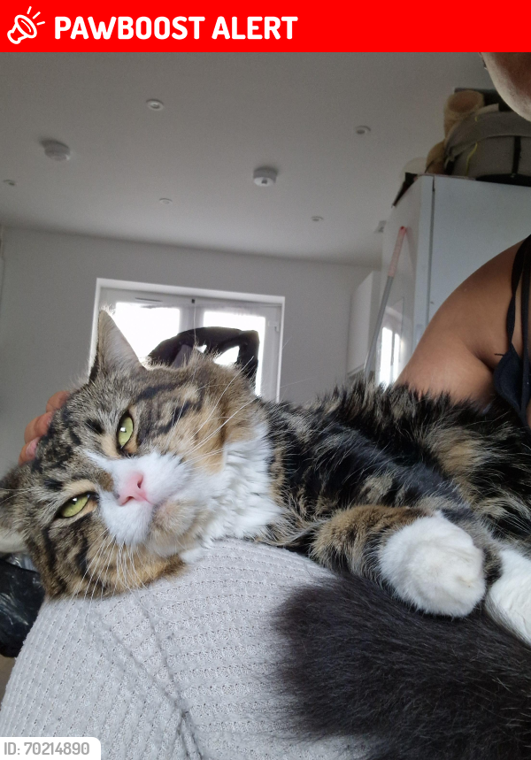 Lost Male Cat last seen Forest Road, Hanham Road, Blackmore Rd, Kingswood, England BS15 8NH