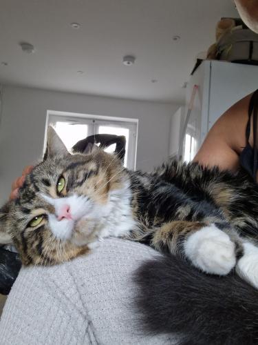 Lost Male Cat last seen Forest Road, Hanham Road, Blackmore Rd, Kingswood, England BS15 8NH