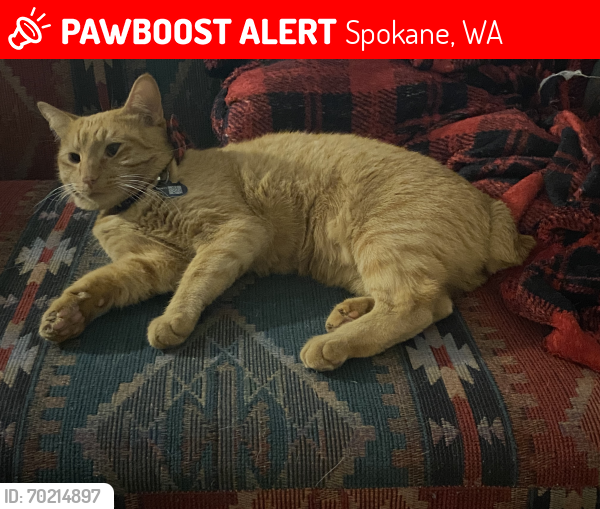 Lost Male Cat last seen Near s regal st spokane wa, Spokane, WA 99223
